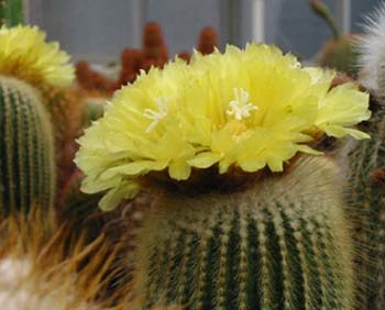 Notocactus Leninghaussii 4 3x3