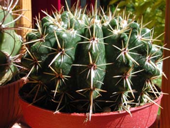 Notocactus Submammulosus 1 3x3