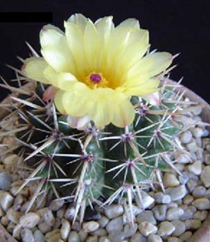 Notocactus Submammulosus 2 3x3