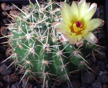 Notocactus Submammulosus 3 3x3