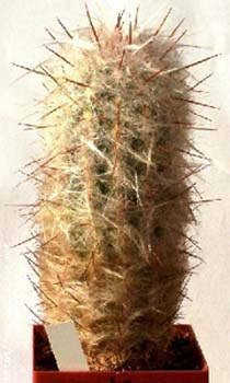 Oreocereus Celsianus 2 3x3