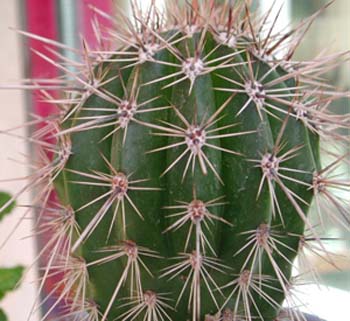 Pachycereus Pringley 1 3x3