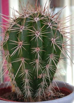 Pachycereus Pringley 2 3x3