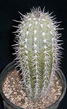 Pachycereus Pringley 3 3x3