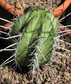 Pachycereus Pringley 4 3x3
