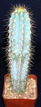 Pilosocereus Azureus 1 3x3