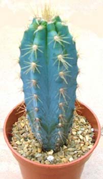 Pilosocereus Azureus 2 3x3
