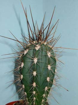 Stetsonia Coryne 1 3x3