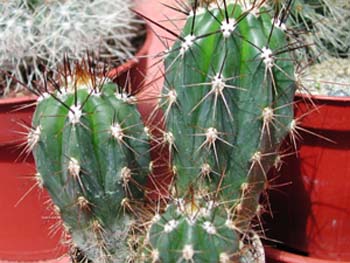 Stetsonia Coryne 2 3x3