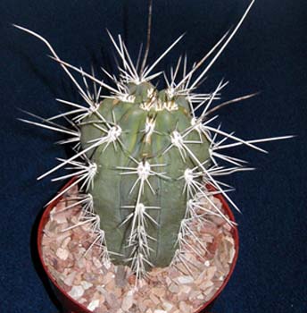 Stetsonia Coryne 3 3x3