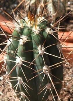Stetsonia Coryne 4 3x3