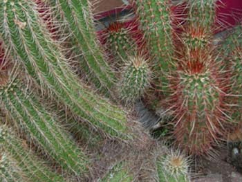 Trichocereus Pasacana 1 3x3