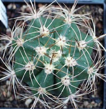 Trichocereus Pasacana 2 3x3