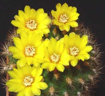 Weingartia Neocumingii 2 3x3