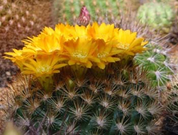 Weingartia Neocumingii 3 3x3