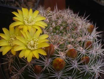 Weingartia Neocumingii 4 3x3