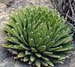 Agave Victoriae-Reginae 1 3x3