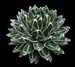 Agave Victoriae-Reginae 2 3x3