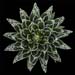 Agave Victoriae-Reginae 3 3x3