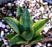 Agave species Japan hybrid 1 3x3