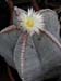 Astrophytum myriostigma 1 3x3