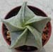 Astrophytum myriostigma 3 3x3