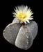 Astrophytum myriostigma 4 3x3