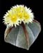 Astrophytum myriostigma 5 3x3