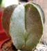 Astrophytum myriostigma 7 3x3