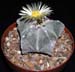 Astrophytum myriostigma 9 3x3