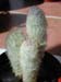 Austracephalocereus Dybowskii 1 3x3