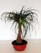 Beaucarnea Recurvata 1 3x3