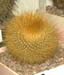 Brasilicactus Graesnerii 1 3x3