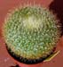 Brasilicactus Graesnerii 2 3x3