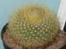 Brasilicactus Graesnerii 3 3x3