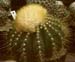 Bruiningia Brevicylindrica 1 3x3