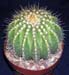 Bruiningia Brevicylindrica 2 3x3