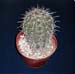 Carnegia Gigantea 1 3x3