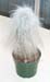 Cephalocereus Senilis 1 3x3