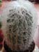Cephalocereus Senilis 2 3x3