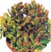 Crassula Portulacea Tricolor 1 3x3