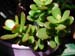 Crassula Portulacea Tricolor 2 3x3