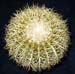 Echinocactus Grusonii 2 3x3
