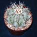 Echinocactus Ingens 1 3x3