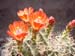 Echinocactus Triglochidiatus Paucispinus 2 3x3