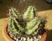 Echinocactus Triglochidiatus Paucispinus 3 3x3