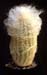 Espostoa Melanostele 1 3x3