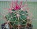 Ferocactus Acanthodes 1 3x3
