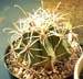 Ferocactus Emoryi 1 3x3