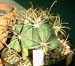 Ferocactus Emoryi 2 3x3